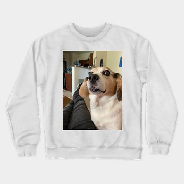 The shocked Beagle Crewneck Sweatshirt by Layla's Surgery Fundraiser